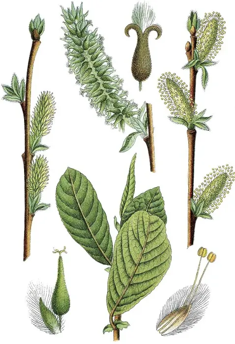 Framed Print : Eared willow (Salix aurita), medicinal plant Framed Print : Eared willow (Salix aurita), medicinal plant