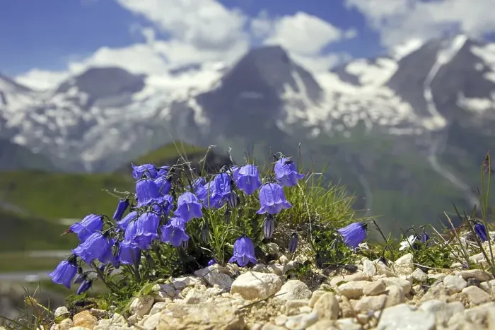 Framed Print : Earleaf bellflower, fairy's-thimble (Campanula cochleariifolia) in flower in the Alps Framed Print : Earleaf bellflower, fairy's-thimble (Campanula cochleariifolia) in flower in the Alps