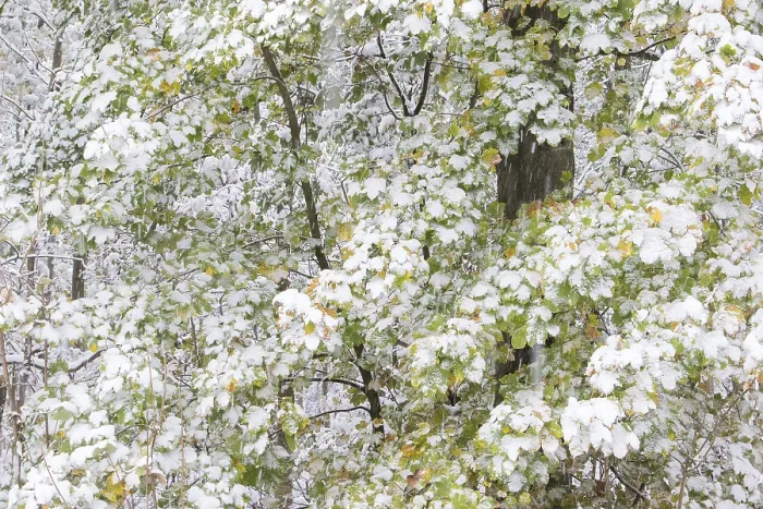 Framed Print : Earlier onset of winter, maple (Acer sp)