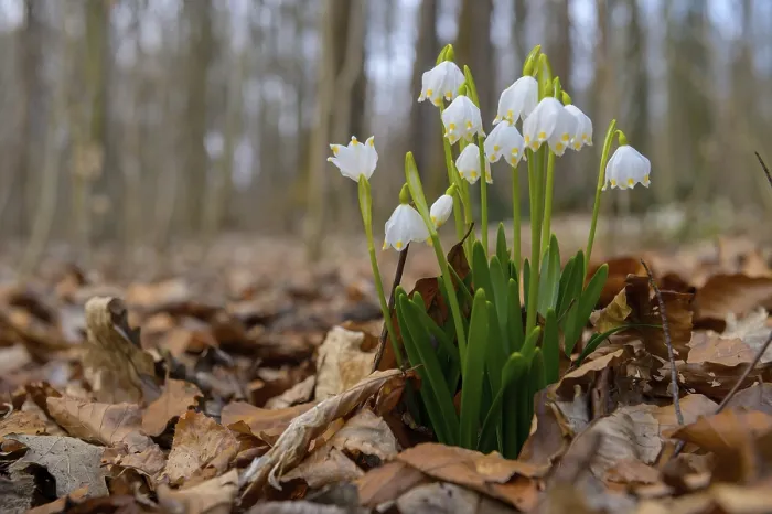 Framed Print : Early-flowering spring geophytes in a beech forest