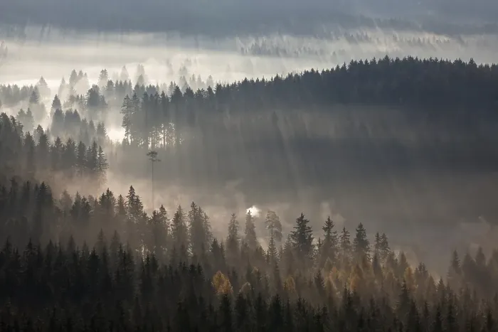 Framed Print : Early morning with autumn mist near Schluchsee Lake