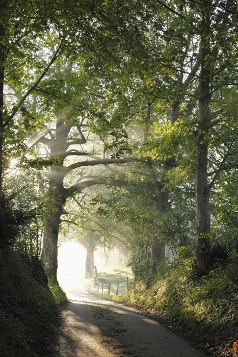 Framed Print : Early morning, beech-lined alley in Gasse near Gmund on Tegersee Lake