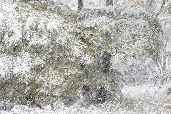Framed Print : Early onset of winter, deciduous trees with autumn colours in snow