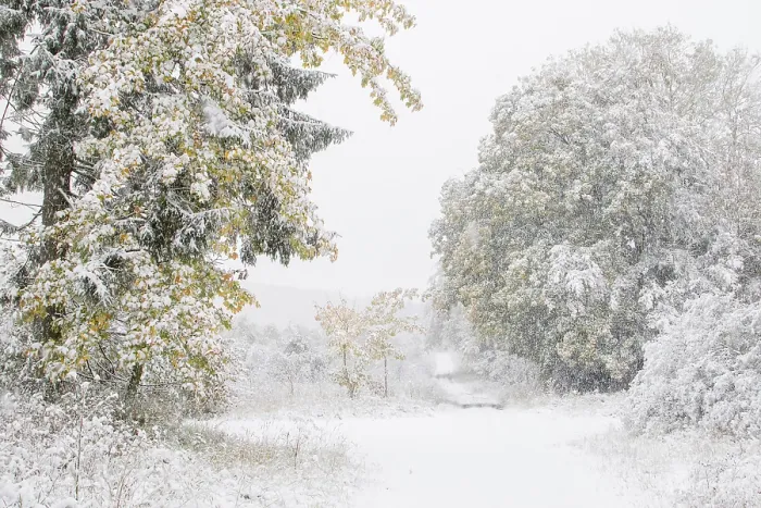 Framed Print : Early onset of winter, deciduous trees with autumn colours in snow