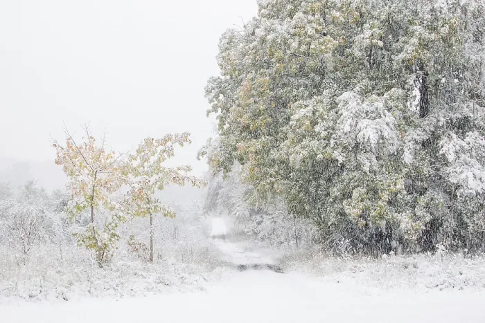 Framed Print : Early onset of winter, deciduous trees with autumn colours in snow