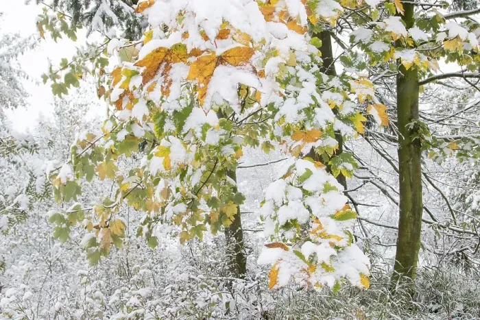 Framed Print : Early onset of winter, maples (Acer sp) Framed Print : Early onset of winter, maples (Acer sp)