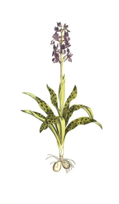 Framed Print : Early purple orchid (Orchis mascula)