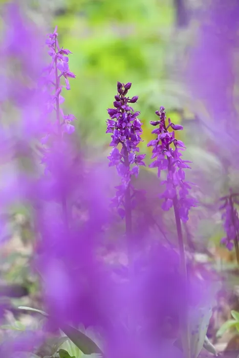 Framed Print : Early purple orchid (Orchis mascula) in a light-flooded deciduous forest in spring