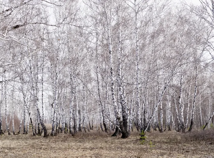 Framed Print : Early spring birch forest