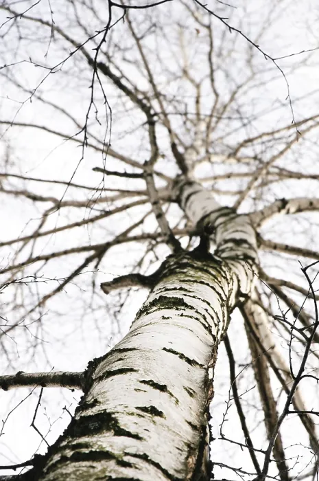 Framed Print : Early spring in a birch forest