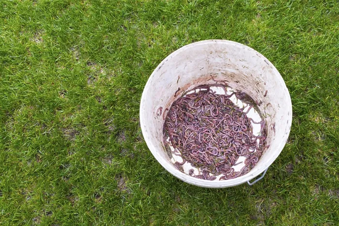 Framed Print : Earthworm collected on the pitch in Lubin, Poland Framed Print : Earthworm collected on the pitch in Lubin, Poland