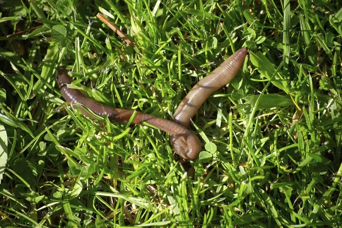 Framed Print : Earthworm in grass, Lumbricus Terrestris