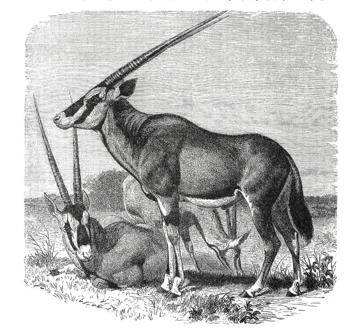 Framed Print : East african oryx (Oryx beisa) Framed Print : East african oryx (Oryx beisa)