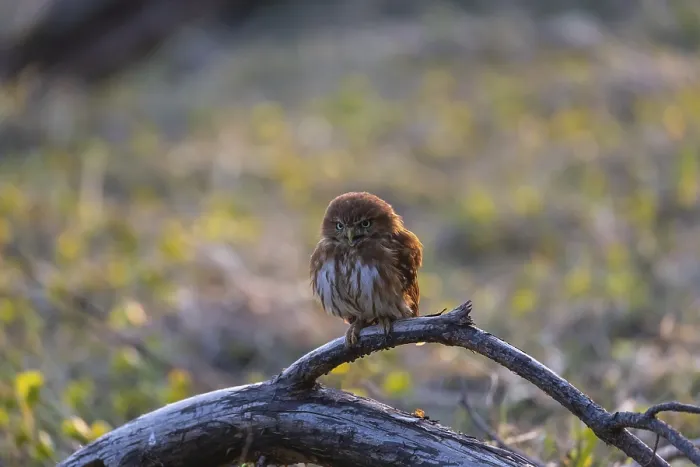 Framed Print : One East Brazilian pygmy owl (Glaucidium minutissimum) Framed Print : One East Brazilian pygmy owl (Glaucidium minutissimum)