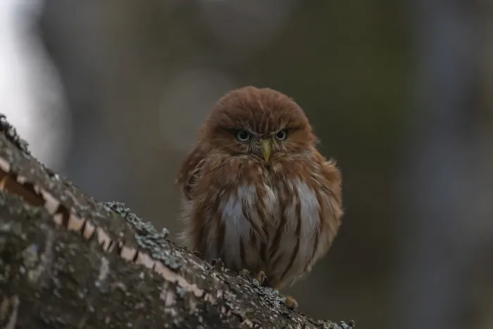 Framed Print : One East Brazilian pygmy owl (Glaucidium minutissimum)