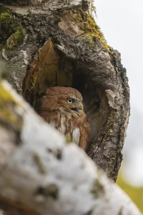 Framed Print : One East Brazilian pygmy owl (Glaucidium minutissimum)