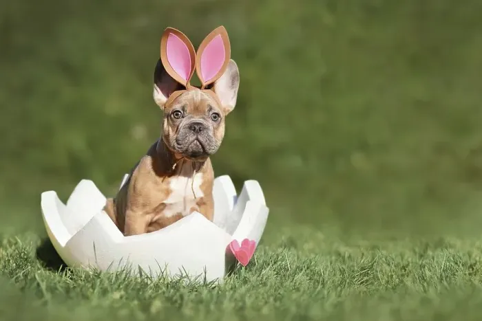 Framed Print : Easter dog. French Bulldog puppy sitting in egg shell on grass with copy space