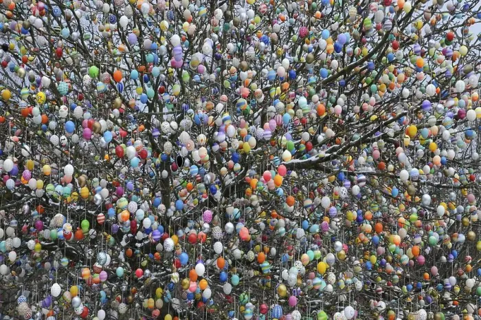 Framed Print : Easter egg tree, Germany, Europe Framed Print : Easter egg tree, Germany, Europe
