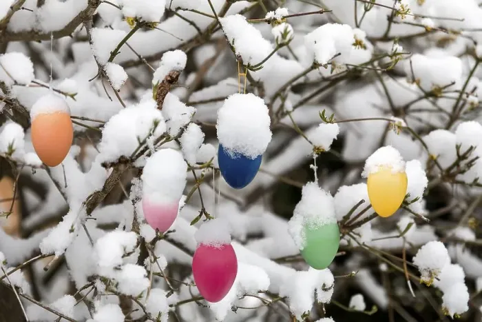 Framed Print : Easter eggs on a snowy tree