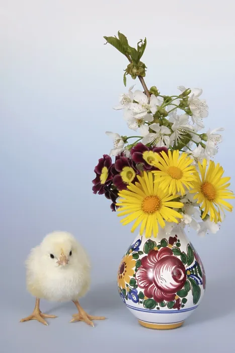 Framed Print : Easter setting with chick