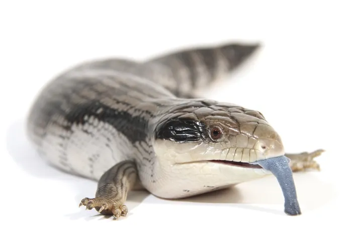 Framed Print : Eastern Blue-tongued Lizard (Tiliqua scincoides scincoides) Framed Print : Eastern Blue-tongued Lizard (Tiliqua scincoides scincoides)