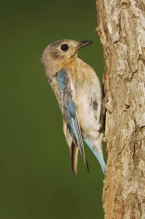 Framed Print : Eastern Bluebird (Sialia sialis)