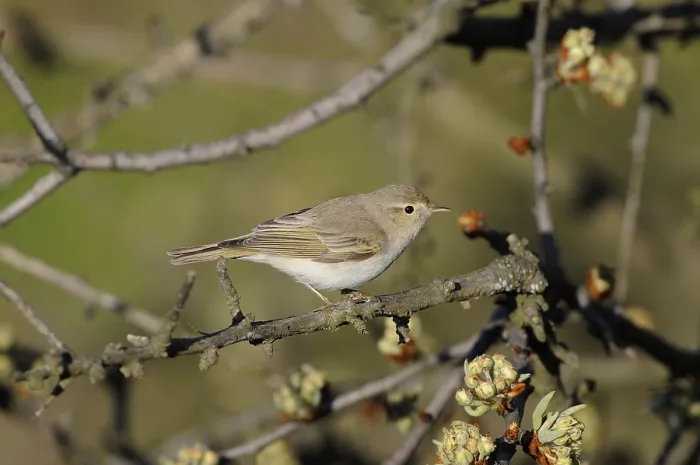Framed Print : Eastern Bonelli's Warbler (Phylloscopus orientalis) adult
