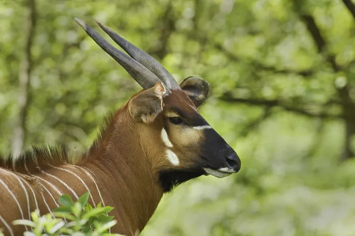 Framed Print : Eastern Bongo (Tragelaphus eurycerus isaaci) Framed Print : Eastern Bongo (Tragelaphus eurycerus isaaci)