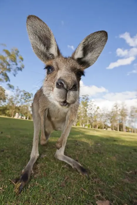 Framed Print : Eastern giant grey kangaroo (Macropus giganteus)