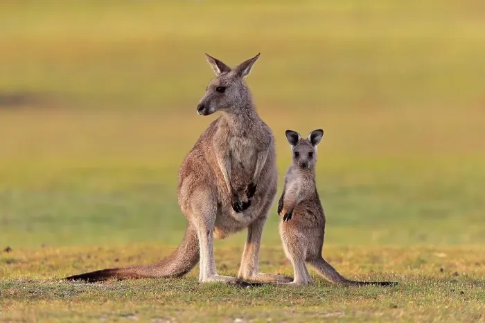 Framed Print : Eastern giant grey kangaroo (Macropus giganteus) Framed Print : Eastern giant grey kangaroo (Macropus giganteus)