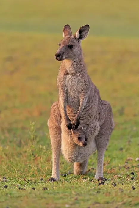 Framed Print : Eastern giant grey kangaroo (Macropus giganteus) Framed Print : Eastern giant grey kangaroo (Macropus giganteus)