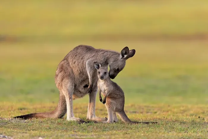 Framed Print : Eastern giant grey kangaroo (Macropus giganteus) Framed Print : Eastern giant grey kangaroo (Macropus giganteus)