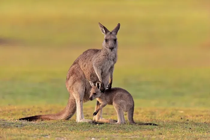 Framed Print : Eastern giant grey kangaroo (Macropus giganteus)