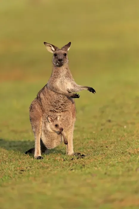Framed Print : Eastern giant grey kangaroo (Macropus giganteus)