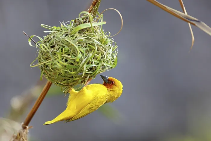 Framed Print : Eastern Golden Weaver (Ploceus subaureus)