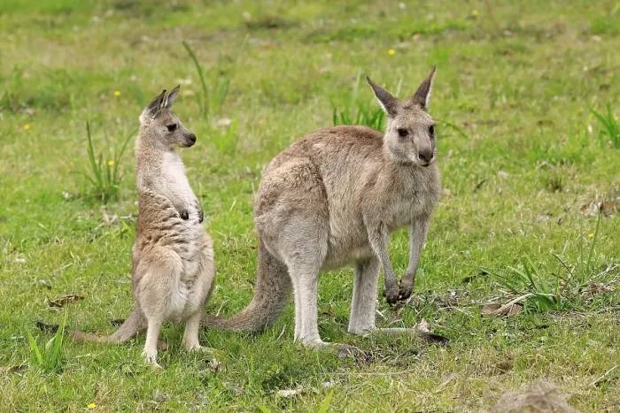 Framed Print : Eastern Gray Kangaroo (Macropus giganteus) Framed Print : Eastern Gray Kangaroo (Macropus giganteus)