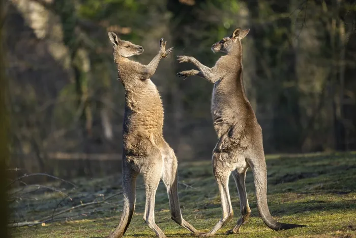 Framed Print : Eastern Gray Kangaroo (Macropus giganteus)