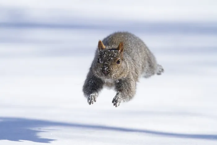 Framed Print : Eastern gray squirrel (sciurus carolinensis) chased by red fox and running Framed Print : Eastern gray squirrel (sciurus carolinensis) chased by red fox and running