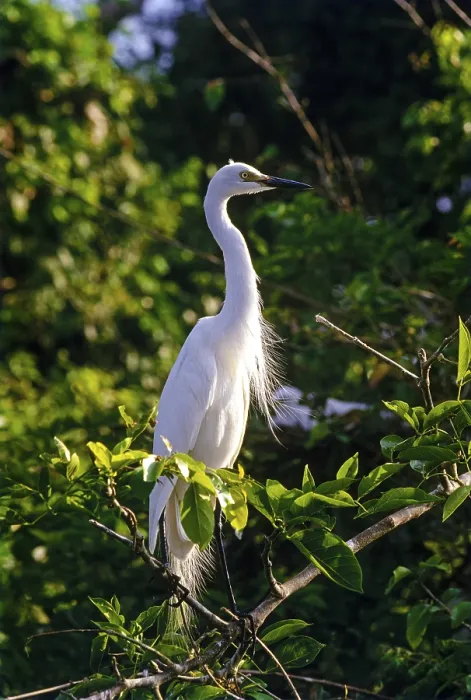 Framed Print : Eastern great egret (Ardea modesta) Ranganathittu Bird Sanctuary near Mysuru Mysore