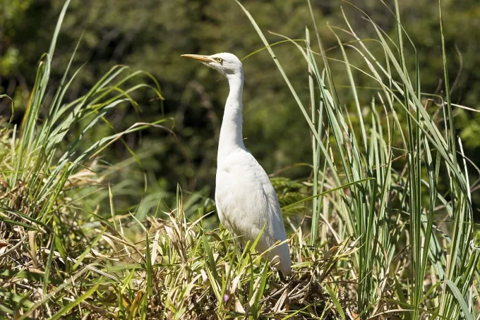 Framed Print : The eastern great egret has a wide distribution throughout Asia and Oceania