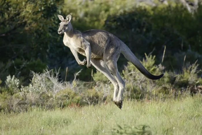 Framed Print : Eastern grey Eastern grey kangaroo (macropus giganteus)