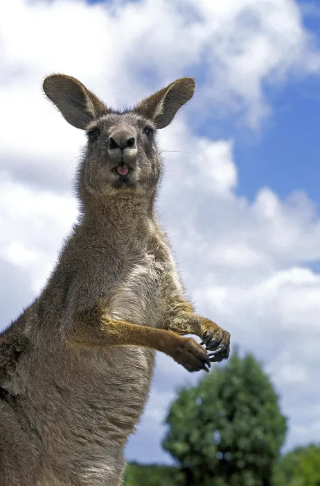 Framed Print : Eastern grey Eastern grey kangaroo (macropus giganteus)