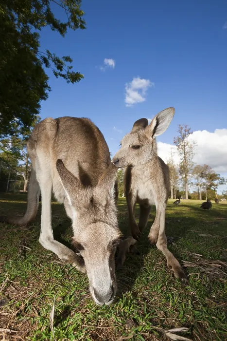 Framed Print : Eastern grey giant kangaroo, Macropus giganteus