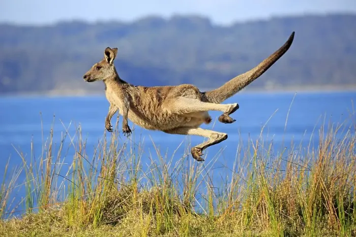 Framed Print : Eastern grey kangaroo (Macropus giganteus) Framed Print : Eastern grey kangaroo (Macropus giganteus)