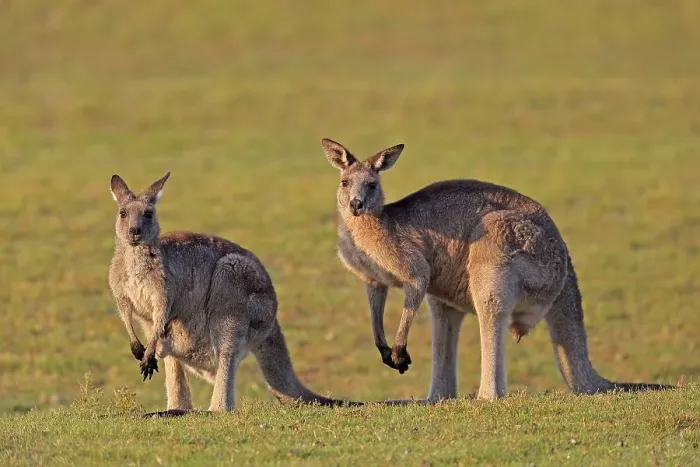 Framed Print : Eastern grey kangaroo (Macropus giganteus) Framed Print : Eastern grey kangaroo (Macropus giganteus)