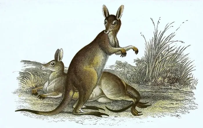 Framed Print : Eastern grey kangaroo (Macropus giganteus)