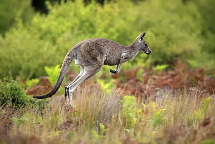Framed Print : Eastern Grey Kangaroo (Macropus giganteus) Framed Print : Eastern Grey Kangaroo (Macropus giganteus)