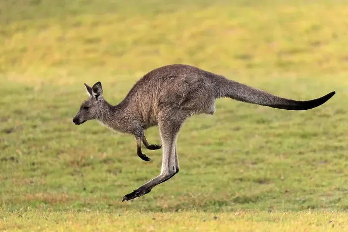 Framed Print : Eastern grey kangaroo (Macropus giganteus) Framed Print : Eastern grey kangaroo (Macropus giganteus)