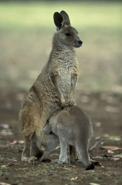 Framed Print : Eastern Grey Kangaroo (Macropus giganteus) Framed Print : Eastern Grey Kangaroo (Macropus giganteus)