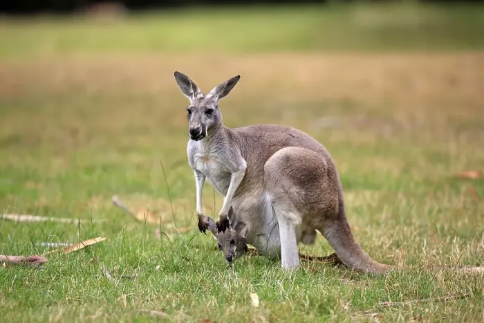 Framed Print : Eastern Grey Kangaroo (Macropus giganteus)